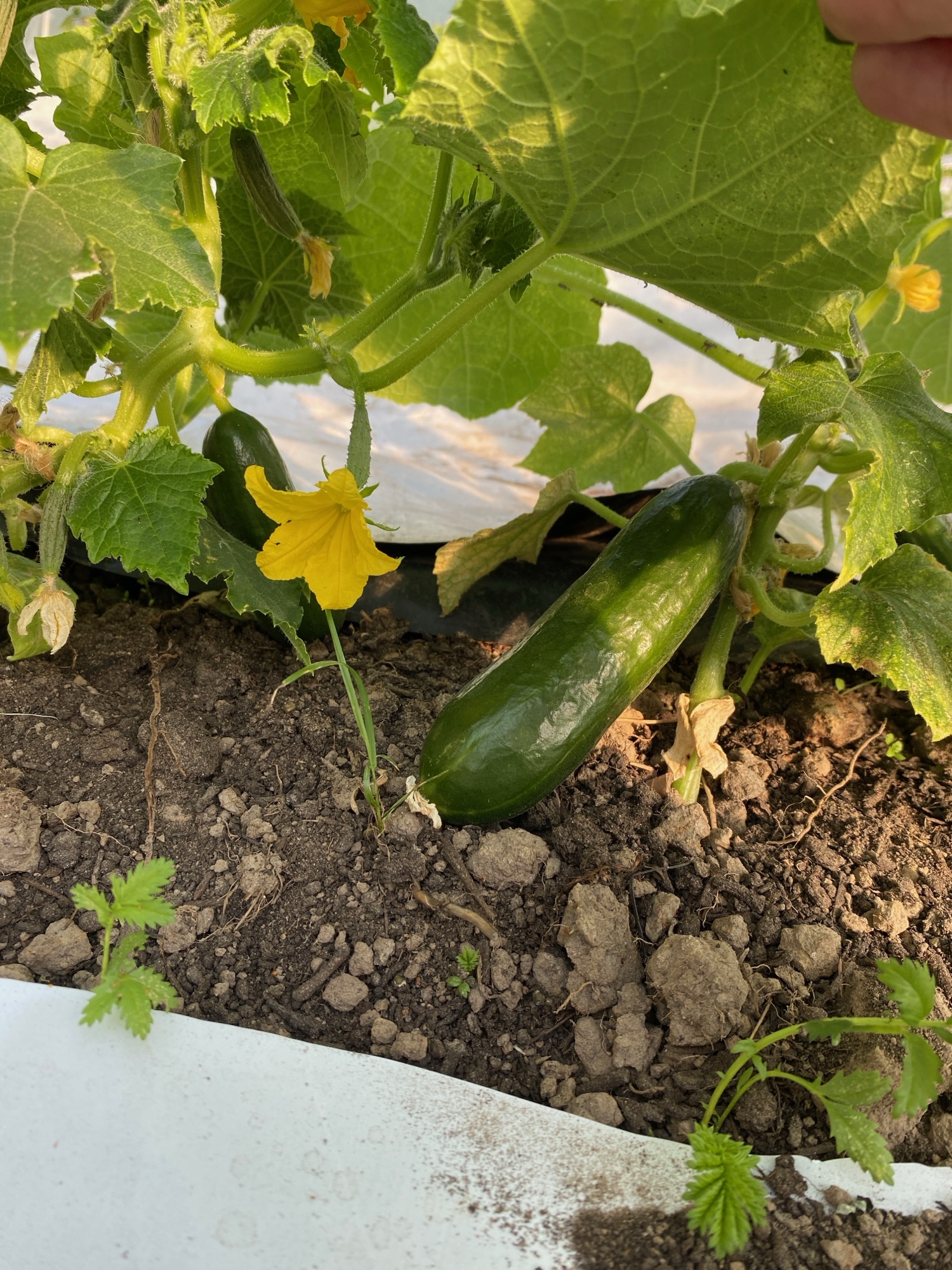 Gurken und Zucchini